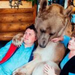 Conoce al oso Stepan y los Panteleenko, la típica familia rusa.